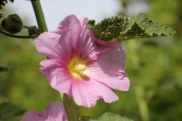 Natureza e flores close-up — Fotografia de Stock