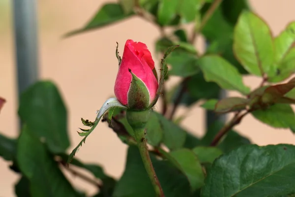 自然と花のクローズ アップ — ストック写真