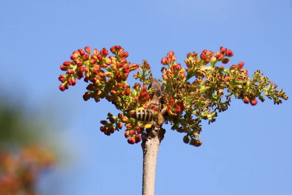 Natureza e flores close-up — Fotografia de Stock