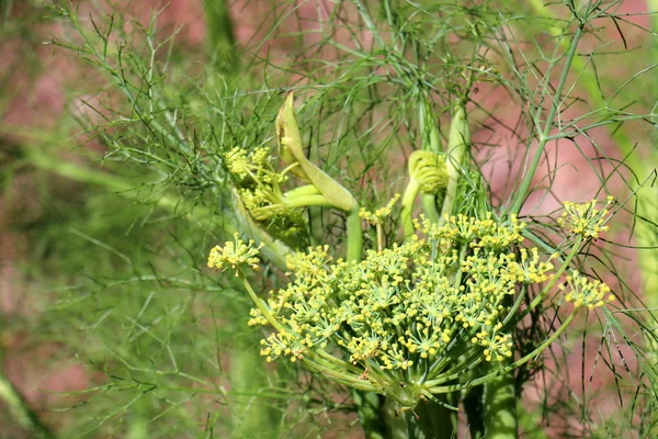 Natur och blommor närbild — Stockfoto