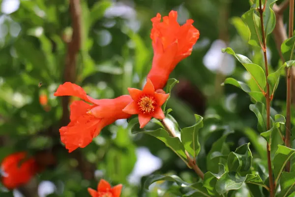 性质和鲜花特写 — 图库照片