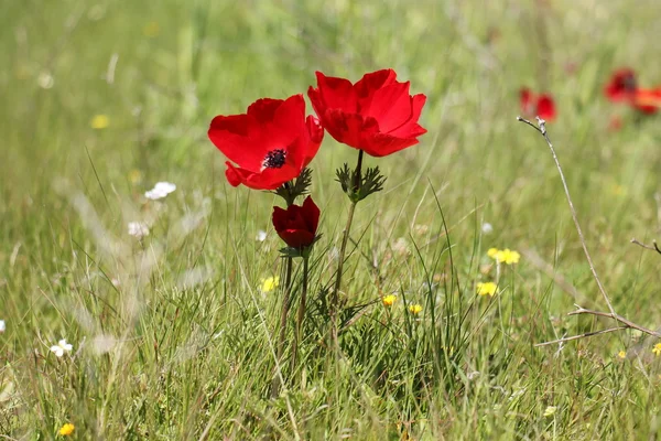 Naturaleza y flores de primer plano — Foto de Stock