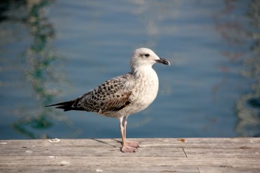 Kuşlar sınıfının çeşitli     