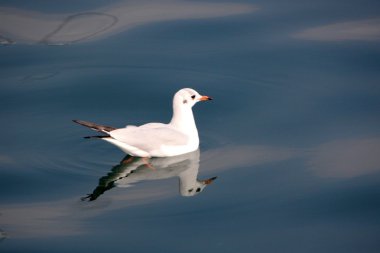 Kuşlar sınıfının çeşitli     