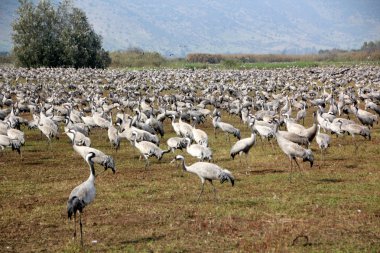 Kuşlar sınıfının çeşitli     