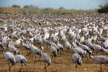 Kuşlar sınıfının çeşitli     