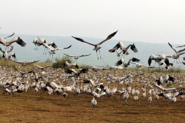 Kuşlar sınıfının çeşitli     