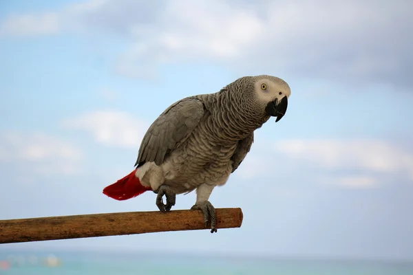 Uma variedade de aves Classe — Fotografia de Stock