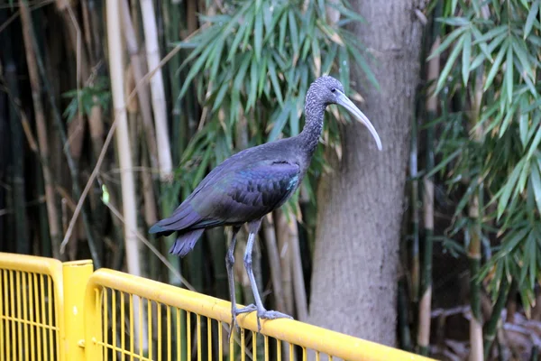 Une variété d'oiseaux Classe — Photo