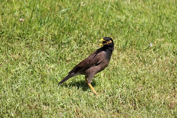 Uma variedade de aves Classe — Fotografia de Stock