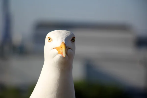 Eine Vielzahl von Vögeln Klasse — Stockfoto