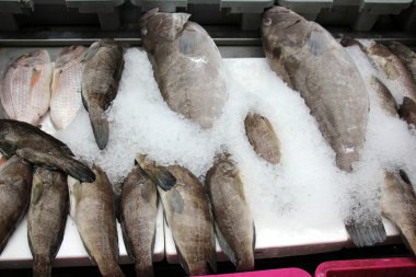 Acre içinde belgili tanımlık çarşı, taze balık     
