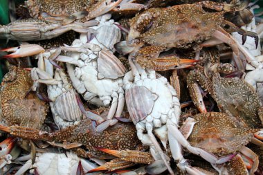 Acre içinde belgili tanımlık çarşı, taze balık     