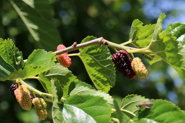 Sweet berry mulberry — Stock Photo, Image