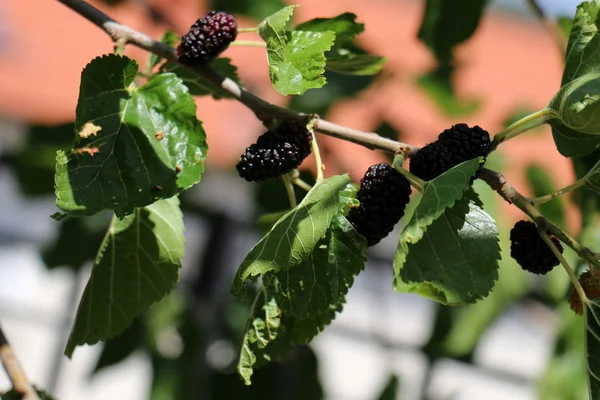 Sweet bär mullbär — Stockfoto