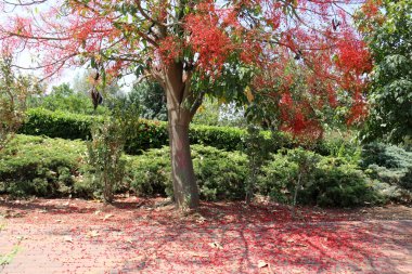 ormanda maun büyüdü      