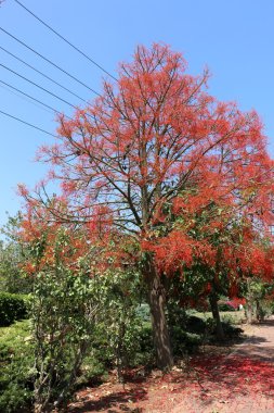 ormanda maun büyüdü      