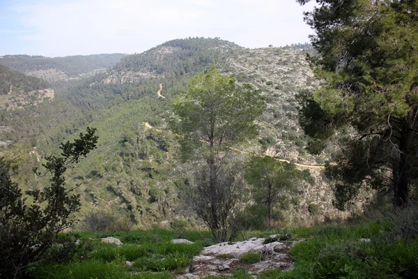 Été en Israël — Photo