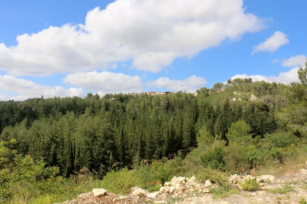 Summer in Israel — Stock Photo, Image