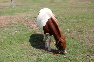 at hayvan Yardımcısı insan      