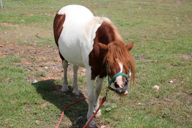 at hayvan Yardımcısı insan      