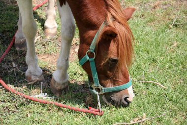 at hayvan Yardımcısı insan      