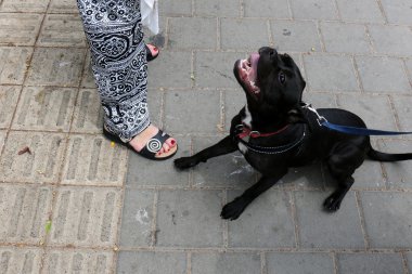 Yürüyüşe çıkmış köpek.     