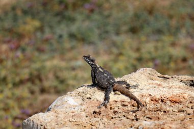 Kertenkele bir taşın üzerinde oturuyor     