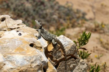 Kertenkele bir taşın üzerinde oturuyor     