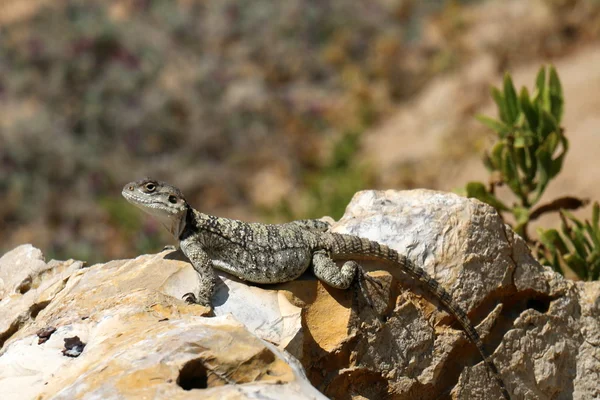 Lagarto sentado em uma pedra — Fotografia de Stock