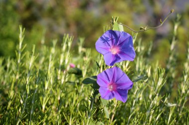 Doğa ve çiçekler yakın çekim     