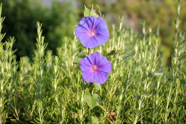Doğa ve çiçekler yakın çekim     