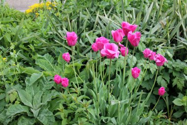 Doğa ve çiçekler yakın çekim     