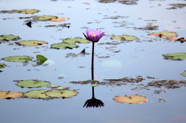 Doğa ve çiçekler yakın çekim     