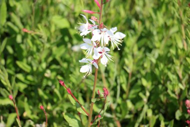 Doğa ve çiçekler yakın çekim     