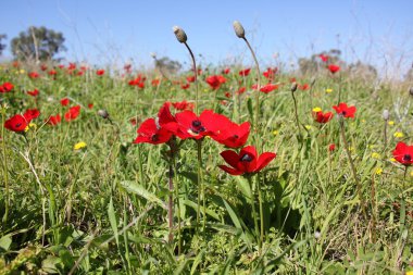 Doğa ve çiçekler yakın çekim     