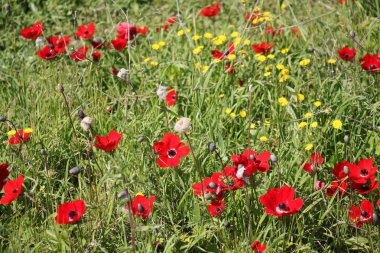 Doğa ve çiçekler yakın çekim     