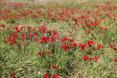 Doğa ve çiçekler yakın çekim     