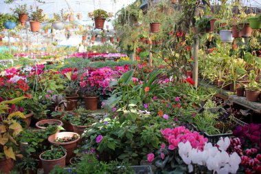 Doğa ve çiçekler yakın çekim     