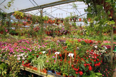 Doğa ve çiçekler yakın çekim     