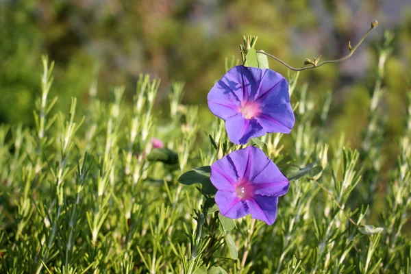 Doğa ve çiçekler yakın çekim     