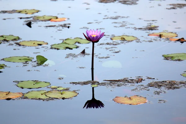 Doğa ve çiçekler yakın çekim     