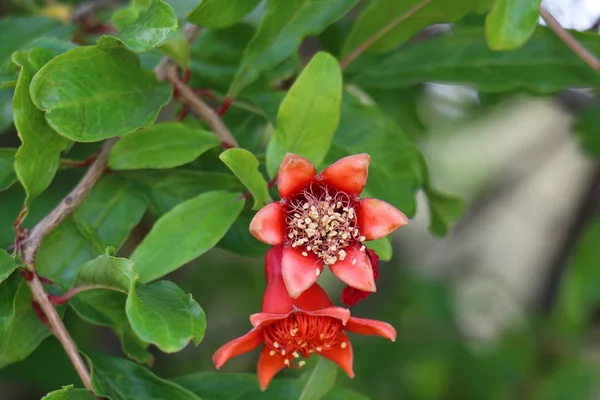 Natureza e flores close-up — Fotografia de Stock