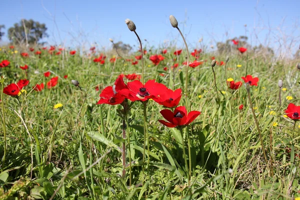 Doğa ve çiçekler yakın çekim     