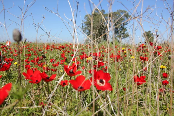 Doğa ve çiçekler yakın çekim     