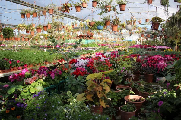 Doğa ve çiçekler yakın çekim     