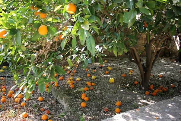 Sommar i Israel — Stockfoto