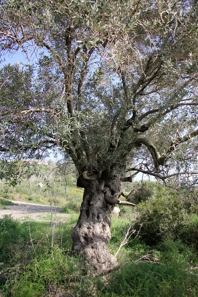 Zomer in Israël — Stockfoto