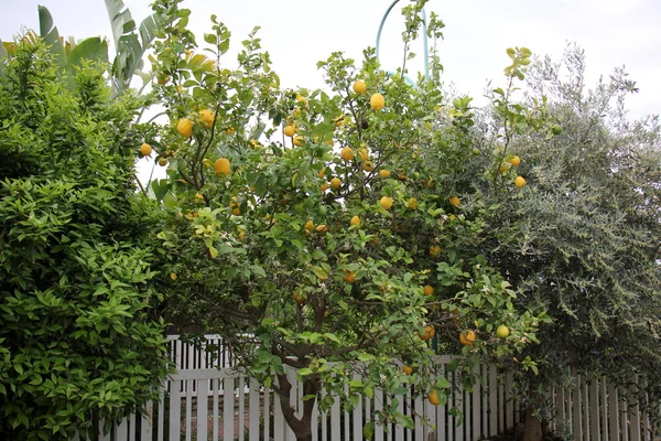 Sommar i Israel — Stockfoto