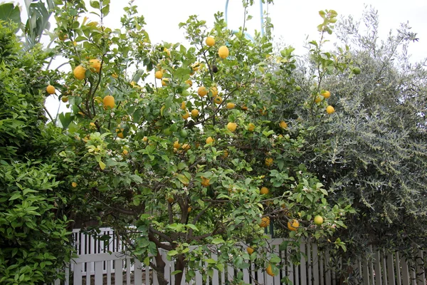 Sommar i Israel — Stockfoto